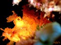 Rhinopias eschemeyeri